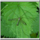 Tipula sp - Schnake 03a.jpg